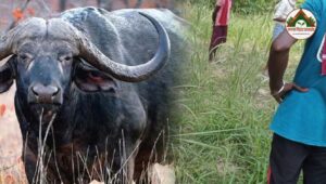 डिजाइन फोटो