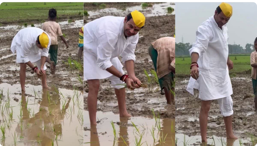 खेत