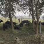 भागलपुर में मवेशी तस्करी पर बड़ी कार्रवाई: पुलिस ने दो वाहनों से 69 मवेशी बरामद किए, छह आरोपी हिरासत में