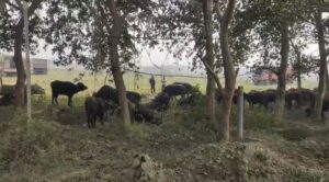 भागलपुर में मवेशी तस्करी पर बड़ी कार्रवाई: पुलिस ने दो वाहनों से 69 मवेशी बरामद किए, छह आरोपी हिरासत में