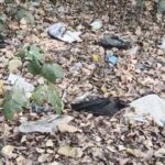 सैंडिस कंपाउंड में दर्जनों कौवों की रहस्यमयी मौत से दहशत, बर्ड फ्लू की आशंका ने बढ़ाई चिंता