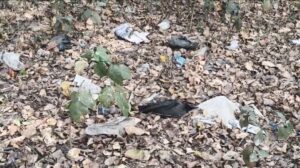 सैंडिस कंपाउंड में दर्जनों कौवों की रहस्यमयी मौत से दहशत, बर्ड फ्लू की आशंका ने बढ़ाई चिंता