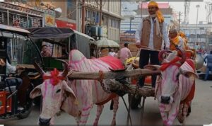 बैलगाड़ियों पर निकली कारोबारी पुत्र की बरात, शहर में छाई देसी और प्रदूषण-मुक्त शादी की चर्चा