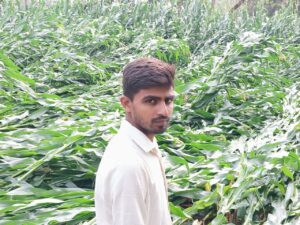 बनमनखी में आंधी-बारिश से फसल तबाह, किसानों ने सरकार से मुआवजे की उठाई मांग