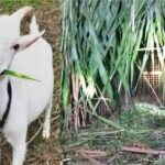 बकरी चोरी के शक में चार युवकों की पिटाई, हालत गंभीर; मायागंज अस्पताल रेफर