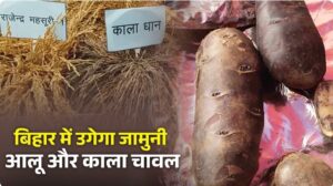 मस्तीपुर में काला आलू और काला चावल की एंट्री, डायबिटीज मरीजों और किसानों दोनों के लिए राहत की उम्मीद