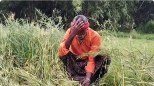 मुजफ्फरपुर में बारिश, आंधी और ओलावृष्टि से तबाही—लीची, गेहूं और आलू की फसलें बर्बाद, किसानों पर आर्थिक संकट