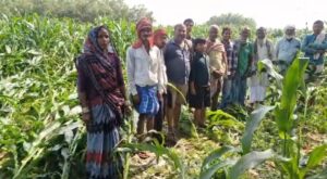 सहरसा में आंधी-तूफान का कहर, चंद्रायण पंचायत में फसलें बर्बाद, मुआवजे की मांग