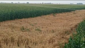 पीरपैंती में आंधी-बारिश का कहर, 40% तक फसल बर्बाद—किसानों पर टूटा संकट