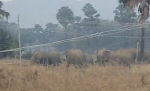 नवादा में हाथियों का कहर: 30–40 के झुंड ने मचाया उत्पात, एक व्यक्ति की मौत, फसलें तबाह