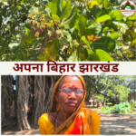 जामताड़ा में काजू योजना बदहाल: देखरेख के अभाव में हर साल बर्बाद हो रही फसल