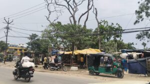 सहरसा में सूखे पेड़ों का खतरा: वन विभाग की लापरवाही से डर के साए में लोग