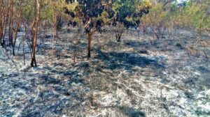 गाय में भीषण आग: 7 एकड़ के शमीना बाग में 400 पेड़ जलकर राख, मेहनत पर फिरा पानी