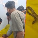गोपालगंज में महिला को रसेल वाइपर ने डसा, साहस दिखाकर सांप को झोले में डाल अस्पताल पहुंची
