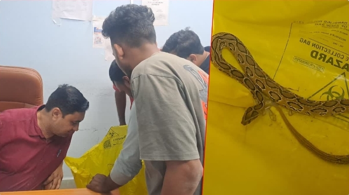 गोपालगंज में महिला को रसेल वाइपर ने डसा, साहस दिखाकर सांप को झोले में डाल अस्पताल पहुंची