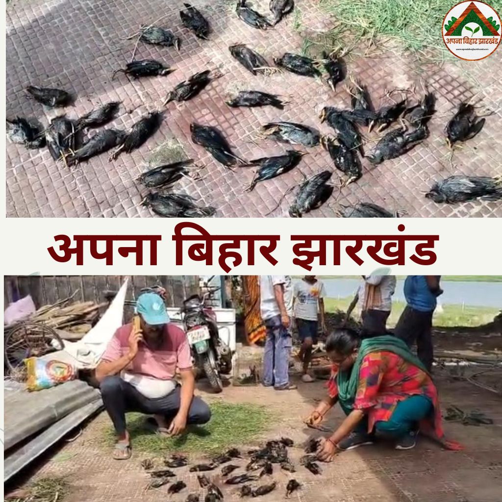 भागलपुर में आंधी-तूफान का कहर, हजारों पक्षियों की मौत से पर्यावरण पर मंडराया संकट