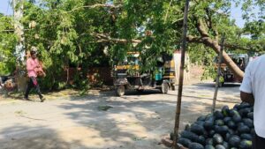 सहरसा में तेज रफ्तार बस की टक्कर से पेड़ गिरा, यातायात बाधित