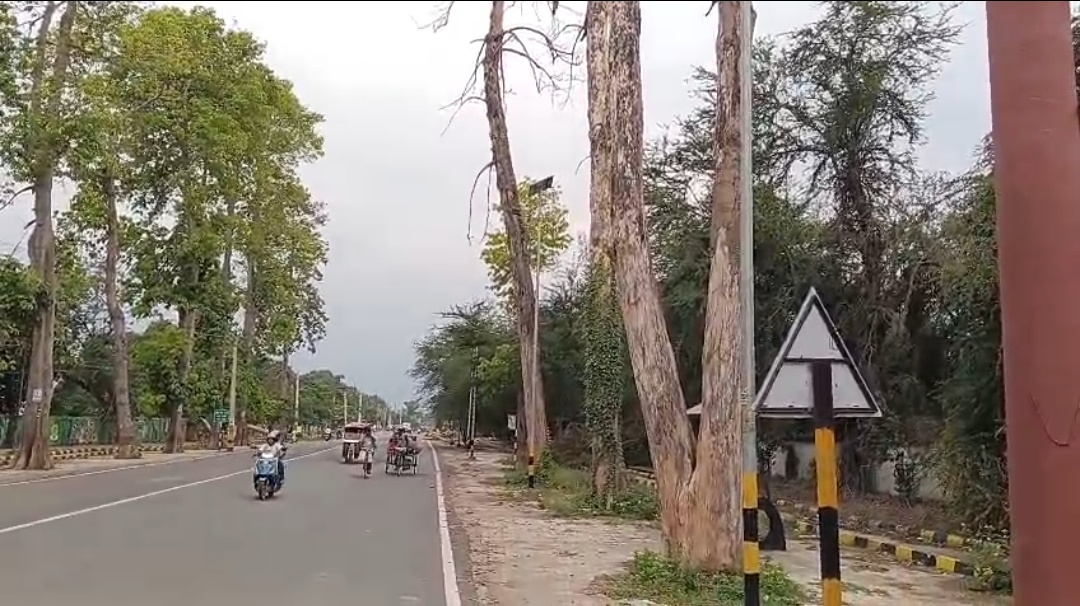 भागलपुर में तेज आंधी-बारिश से गिरे पेड़, डीएम ने दिए हटाने के निर्देश