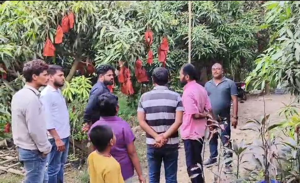 दिल्ली पहुंचेगी भागलपुर के जर्दालू आम की मिठास, राष्ट्रपति-प्रधानमंत्री समेत कई गणमान्य हस्तियों को भेजी जाएगी खास सौगात