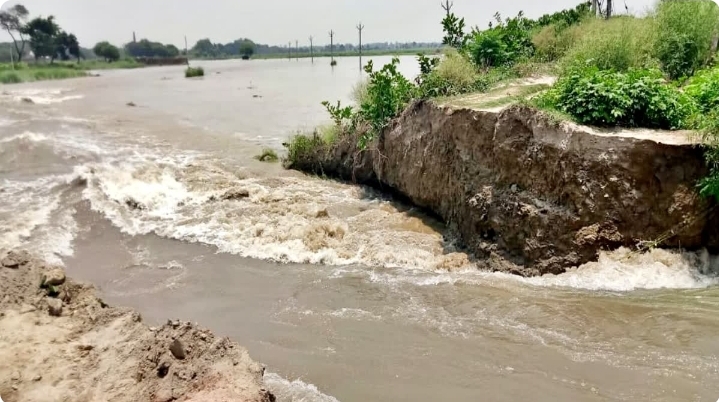गोपालगंज में सारण मुख्य नहर का तटबंध टूटा, 500 एकड़ फसल जलमग्न; किसानों ने मांगा मुआवजा