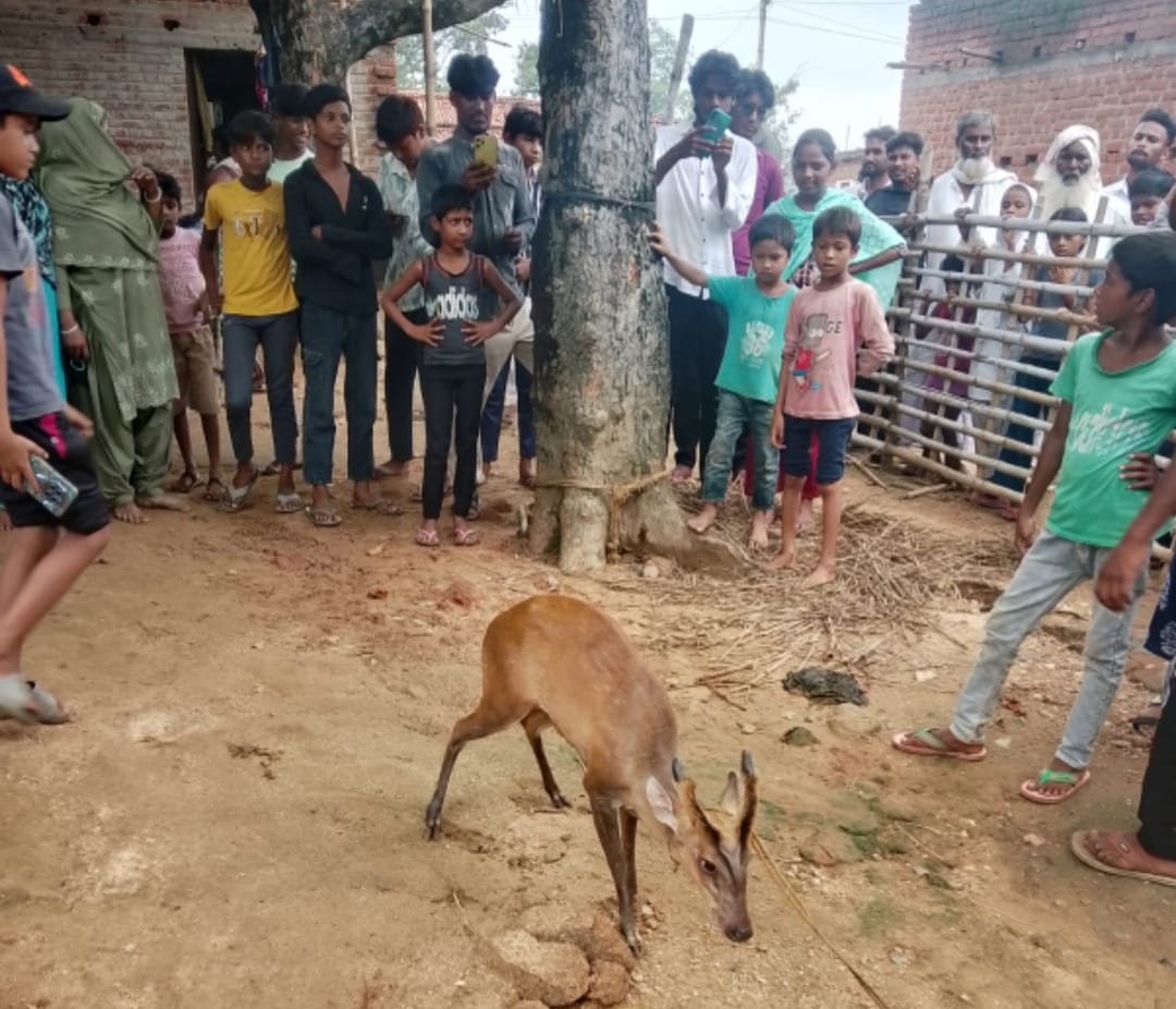 ग्रामीणों की सजगता से बची हिरण की जान, वन विभाग ने सुरक्षित रेस्क्यू कर जंगल में छोड़ा