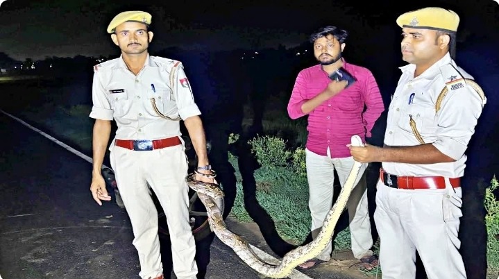 बांका में 15 फीट लंबे अजगर से दहशत, वन विभाग ने सुरक्षित रेस्क्यू कर जंगल में छोड़ा