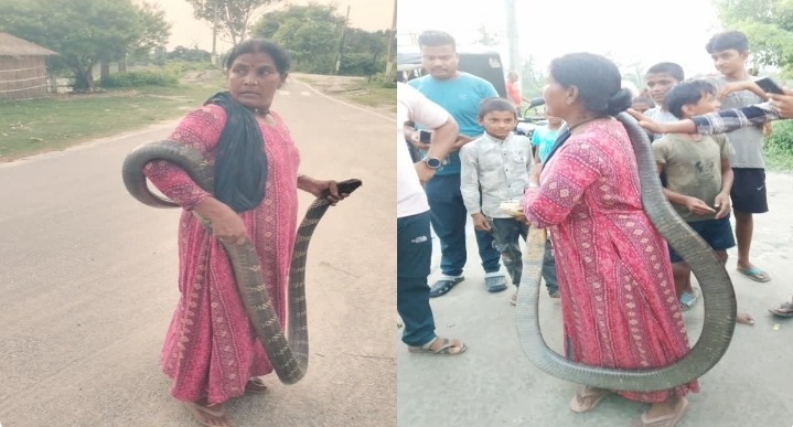 किंग कोबरा का रेस्क्यू पड़ा भारी! ‘स्नेक लेडी’ जानकी देवी को उसी सांप ने डंसा, हालत खतरे से बाहर