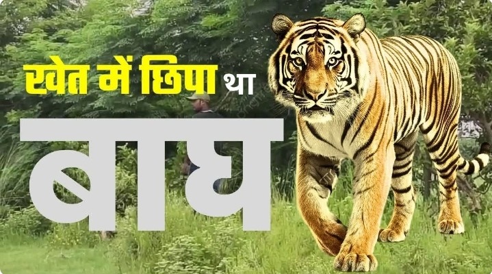 बगहा में बाघ का आतंक: गन्ने के खेत से निकला, गाय के बछड़े को बनाया शिकार; इलाके में दहशत, वन विभाग ने शुरू की ट्रैकिंग