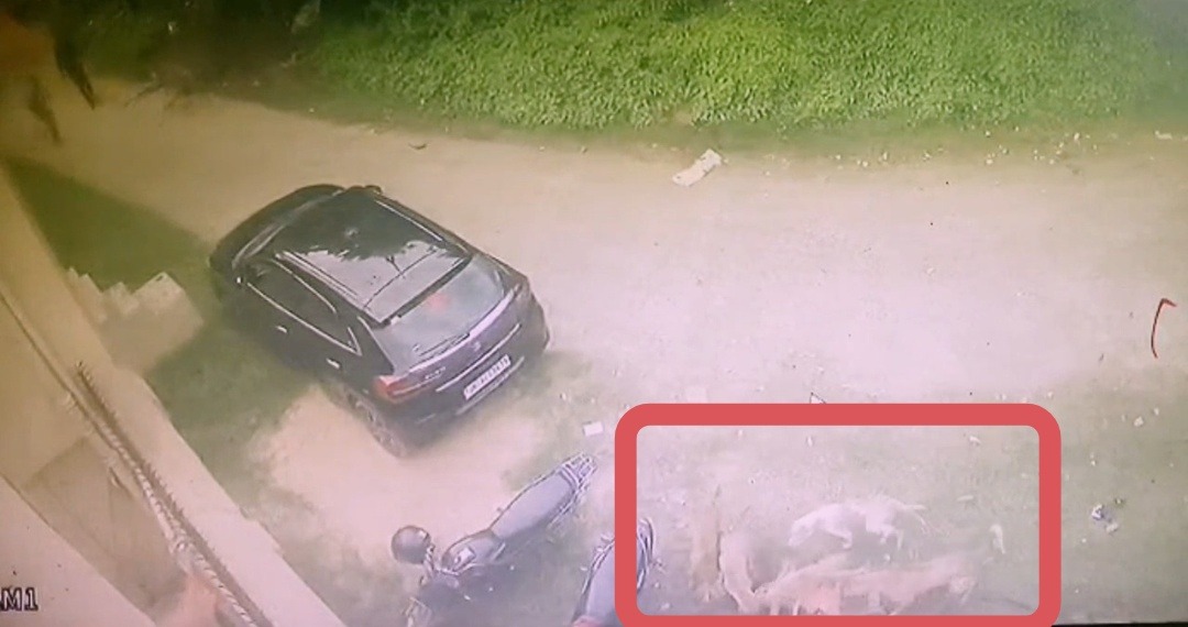 धनबाद में आवारा कुत्तों का आतंक, पांच साल की बच्ची पर कुत्तों के झुंड ने किया हमला