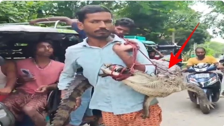 सुपौल में धान के खेत से निकला 5 फीट लंबा मगरमच्छ, किसान ने कंधे पर उठाकर पहुंचाया थाने, सुरक्षित रेस्क्यू