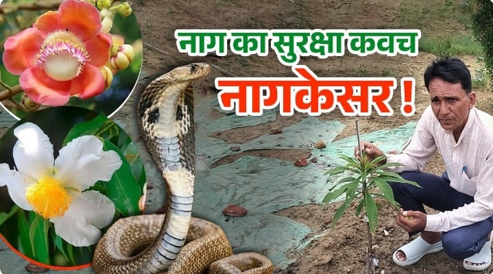 गया में बचाया जा रहा दुर्लभ ‘नागकेसर’ का वृक्ष, औषधीय और धार्मिक महत्व से जुड़ी अनोखी पहल