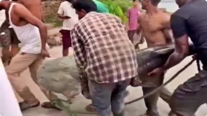 नेपाल में भूस्खलन के बाद गंडक में बहकर आईं विशाल मछलियां, गैस सिलेंडर और लकड़ियां; नदी किनारे उमड़ी भीड़