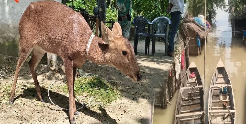 बिहार में कुदरत का कहर: गोपालगंज में टूटा जमींदारी बांध, बाढ़ में डूबी महिला की मौत; बहकर पहुंचे दो हिरण