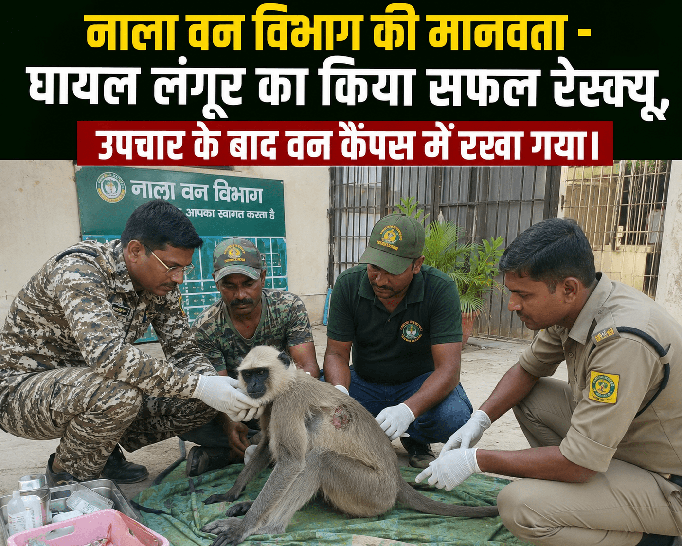 जामताड़ा के नाला में घायल लंगूर का सफल रेस्क्यू, उपचार के बाद वन विभाग कैंपस में निगरानी