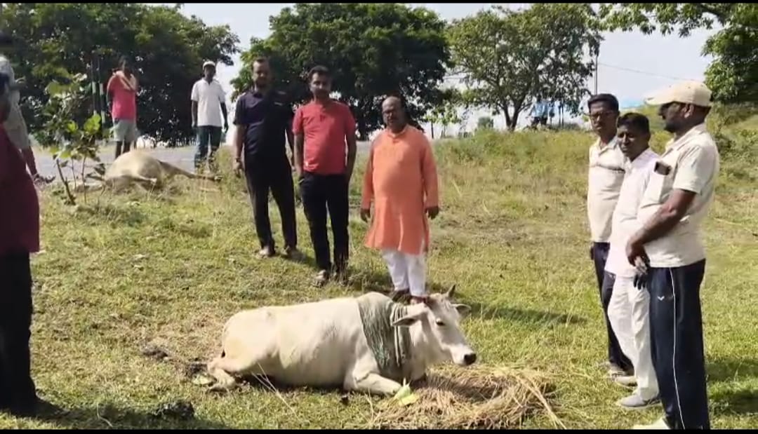 जामताड़ा में दो बैलों के साथ अमानवीय व्यवहार का आरोप, एक की मौत; दूसरे की हालत गंभीर, भाजपा ने दी थाने के घेराव की चेतावनी