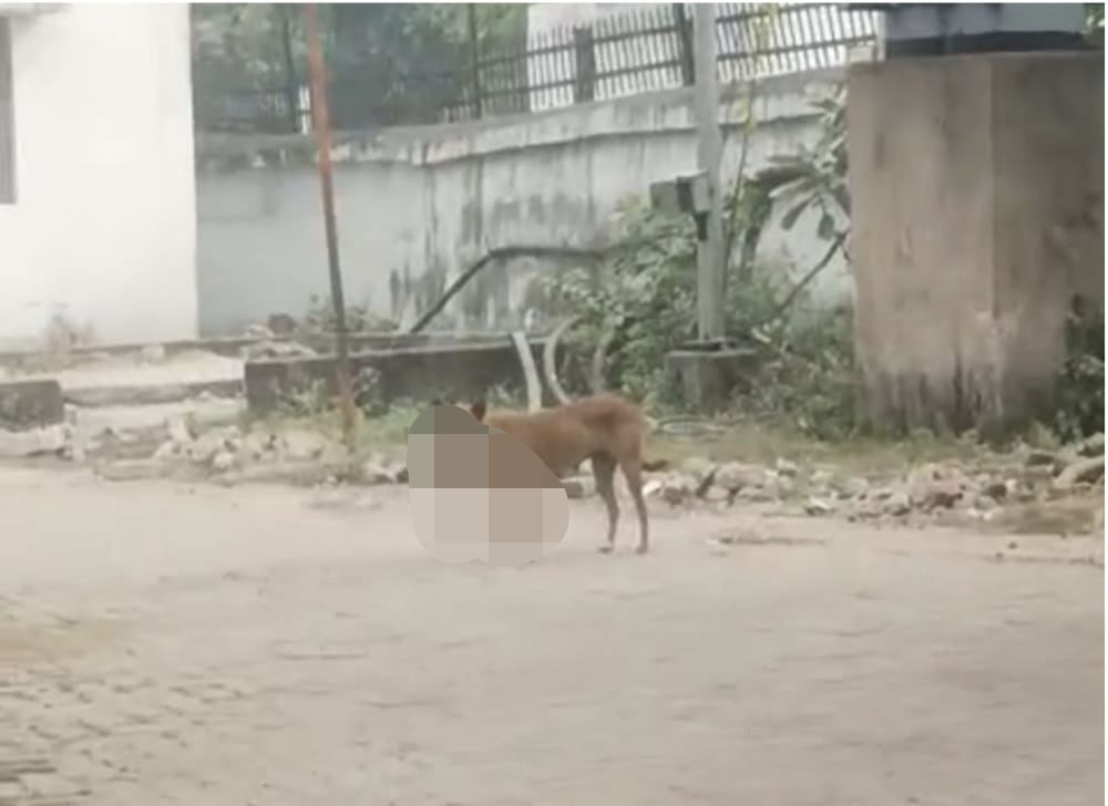 मेदिनीराय मेडिकल कॉलेज अस्पताल में नवजात का शव लेकर पहुंचा कुत्ता, मचा हड़कंप