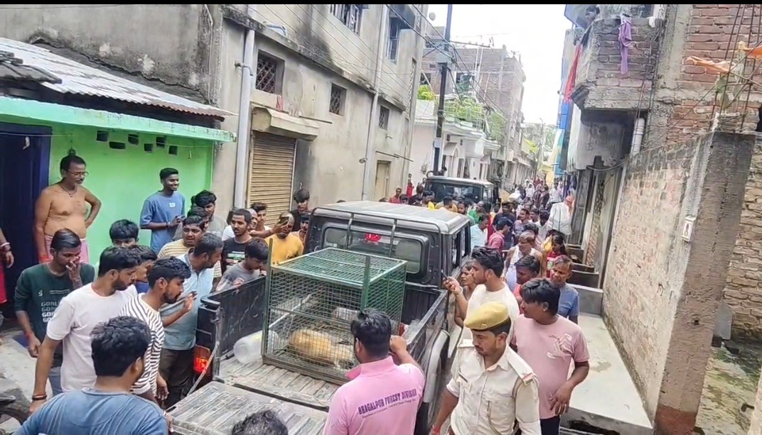 घोषी टोला में खौफ का अंत: तीन दिन के सर्च ऑपरेशन के बाद वन विभाग ने बंदर को किया रेस्क्यू, ग्रामीणों ने ली राहत की सांस